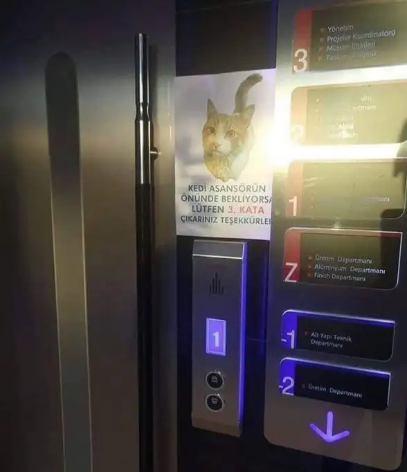 kedi komükk yurdum (5).webp