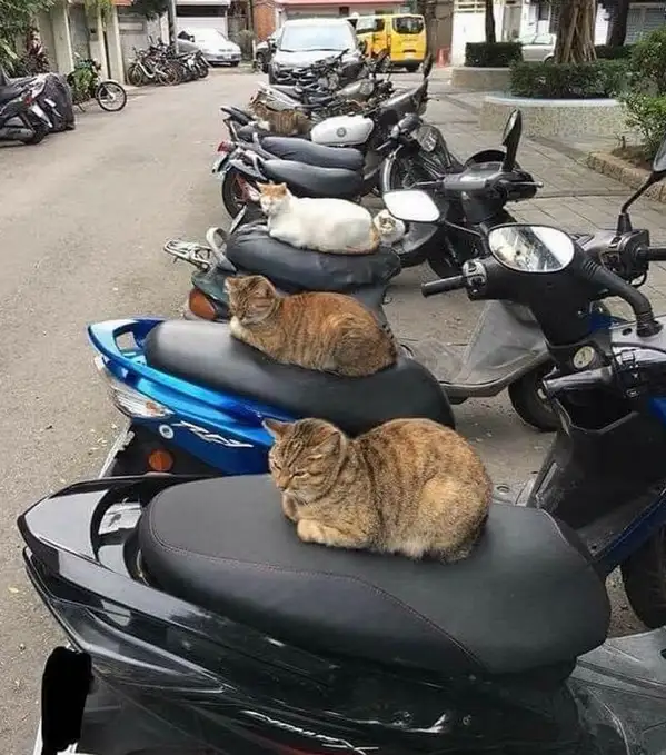 kedi komükk yurdum (6).webp