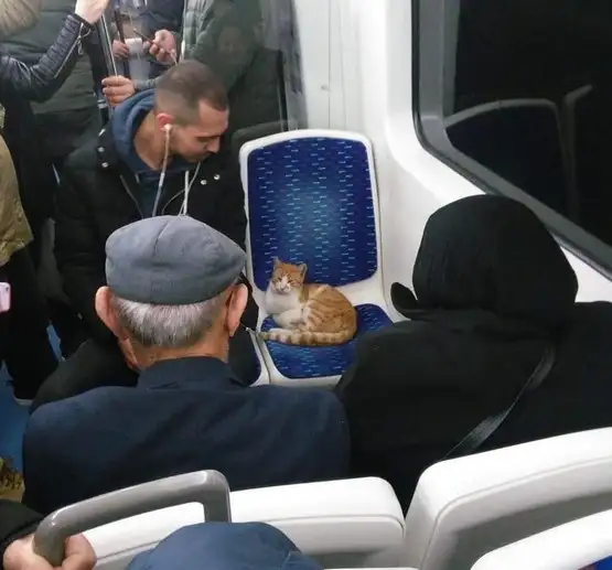 kedi komükk yurdum (7).webp