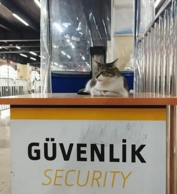 kedi komükk yurdum (8).webp