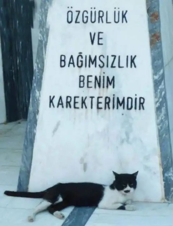kedi komükk yurdum (9).webp