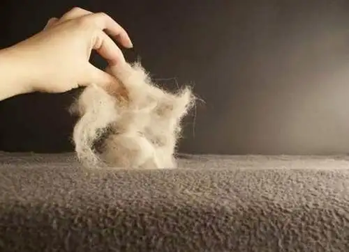 Kedi-Köpek-Tüyü-Temizleme.webp