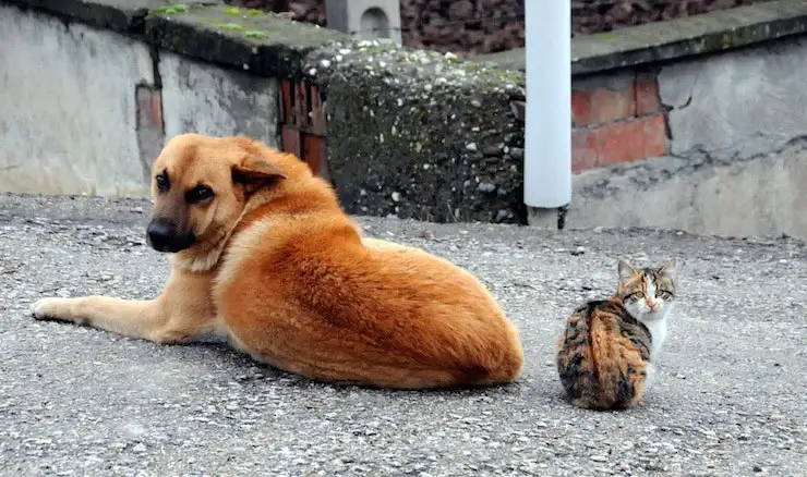 kedi-kopek.webp