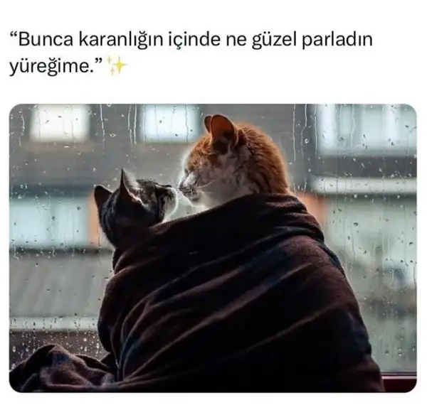 kedi love (6).webp