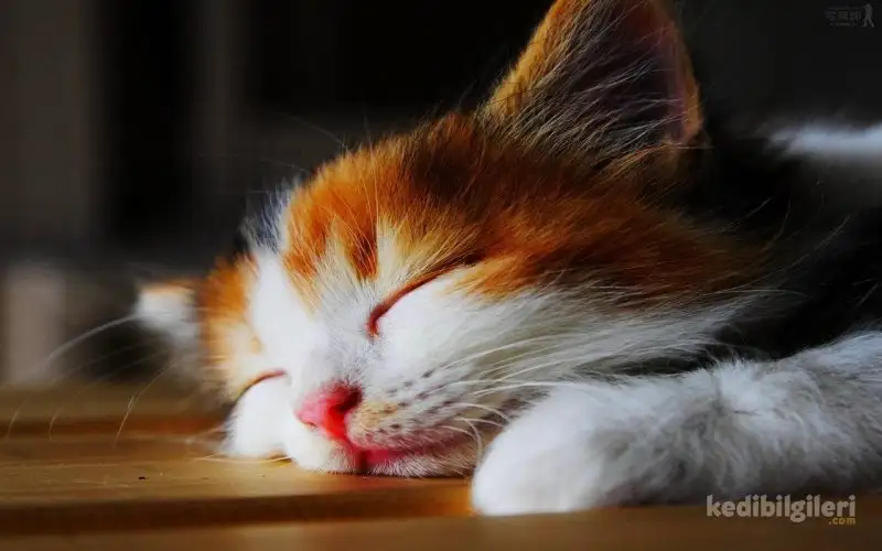 Kedi-Uykusu-1.webp