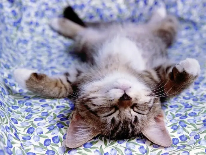 kedi-uykusu_312309_m.webp