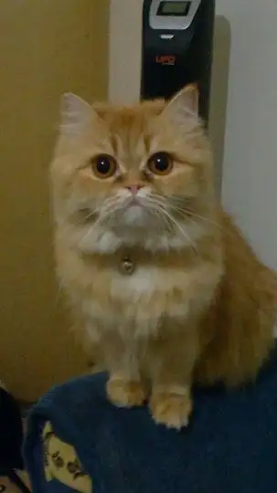 kedi.webp