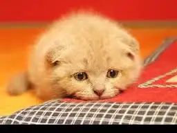 kedi.webp