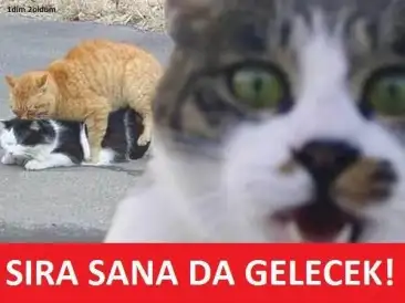 kedi.webp