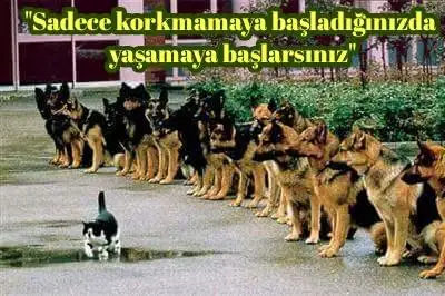 kedi.webp