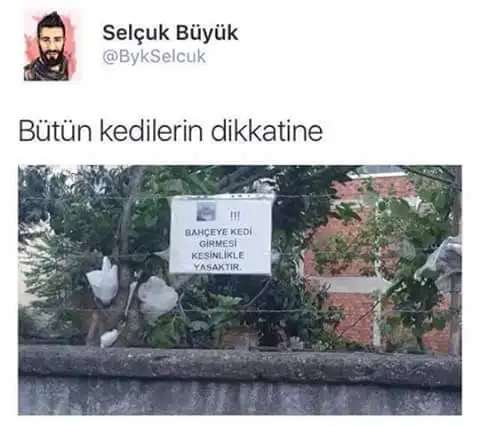 kedi.webp