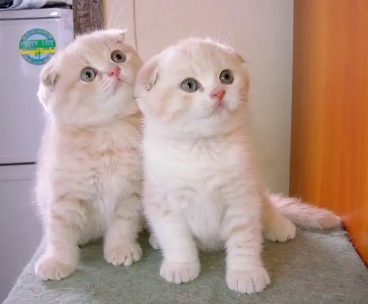 kedi.webp