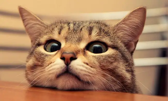 Kedi.webp