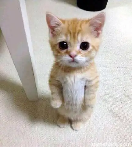kedi.webp