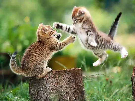 kedi-yavrusu(1).webp