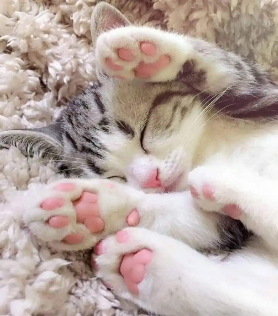 kedi0 (10).webp