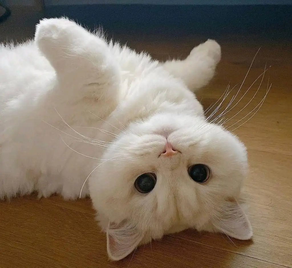 kedi0 (11).webp