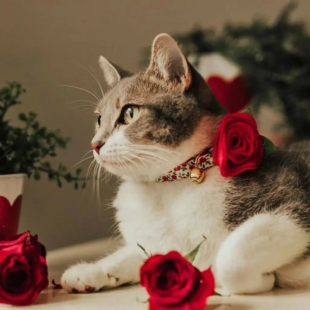 kedi0 (12).webp