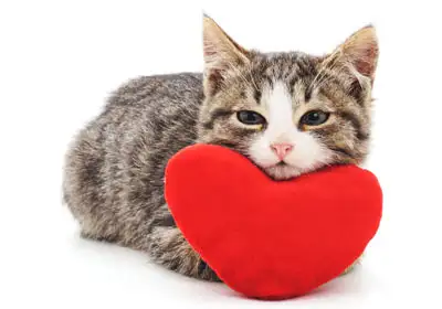 kedi0 (14).webp