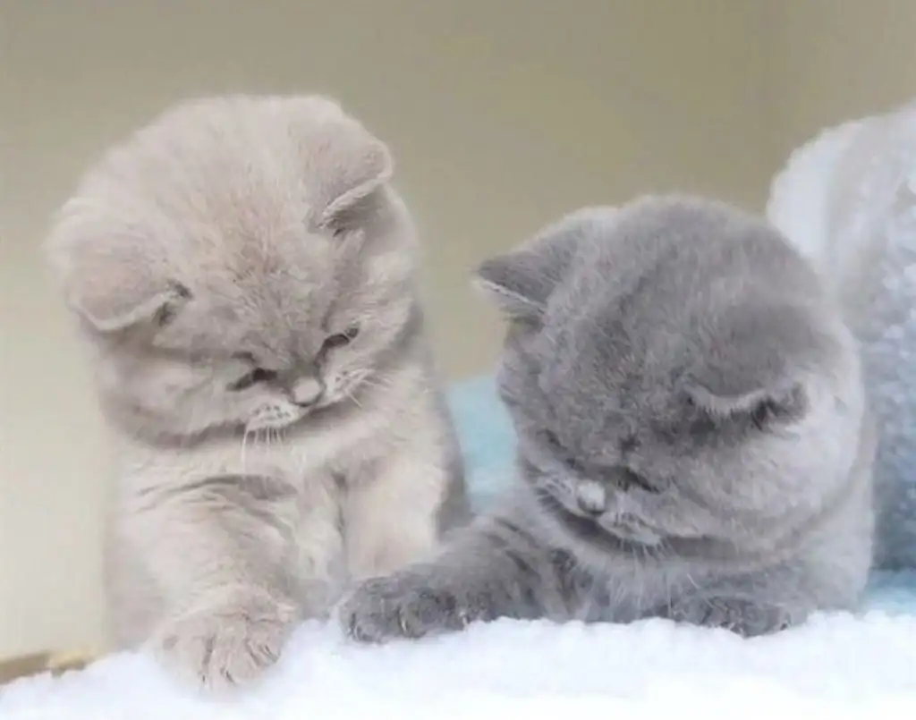 kedi0 (15).webp