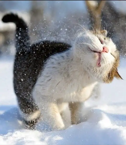 kedi0 (16).webp