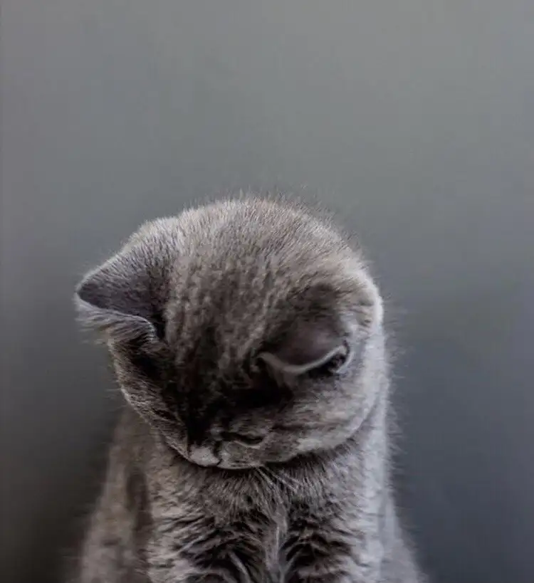 kedi0 (17).webp