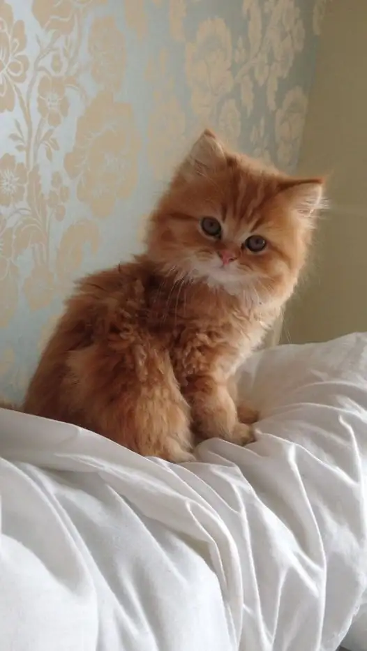 kedi0 (18).webp