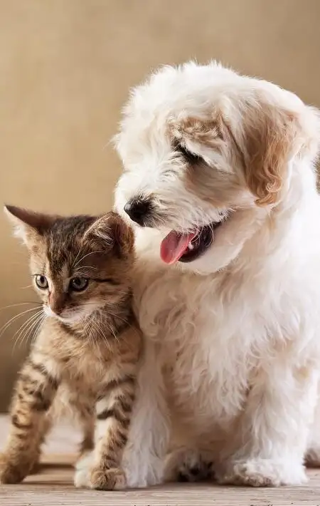 kedi0 (19).webp
