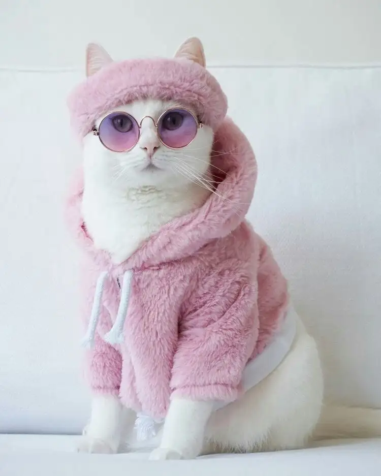 kedi0 (2).webp