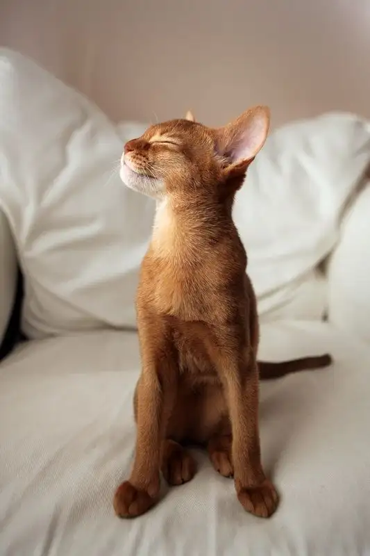 kedi0 (20).webp