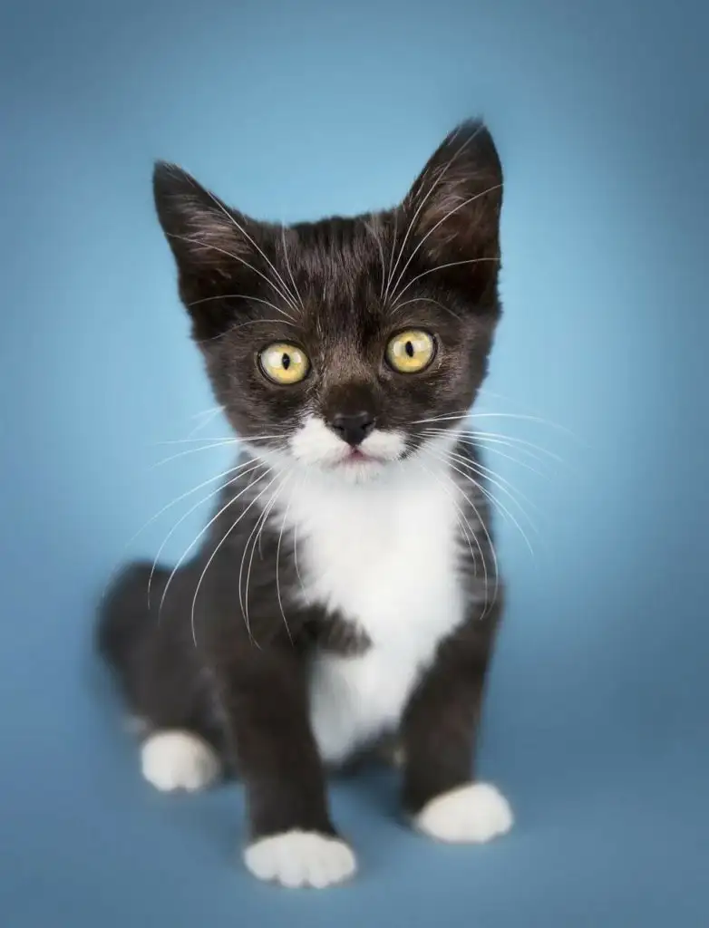 kedi0 (4).webp