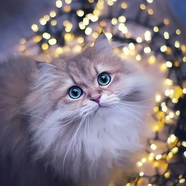 kedi0 (5).webp