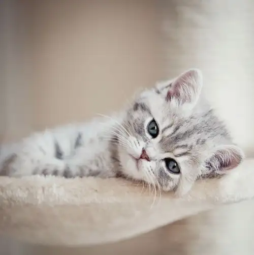 kedi0 (7).webp