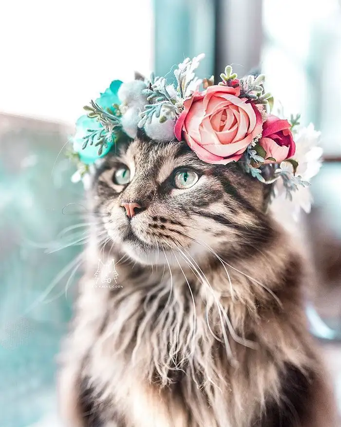 kedi0 (9).webp