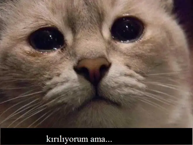 kedi1 (1).webp