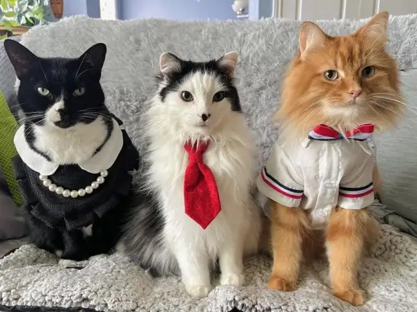 kedi1 (1).webp
