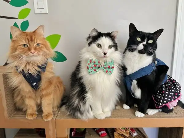 kedi1 (3).webp