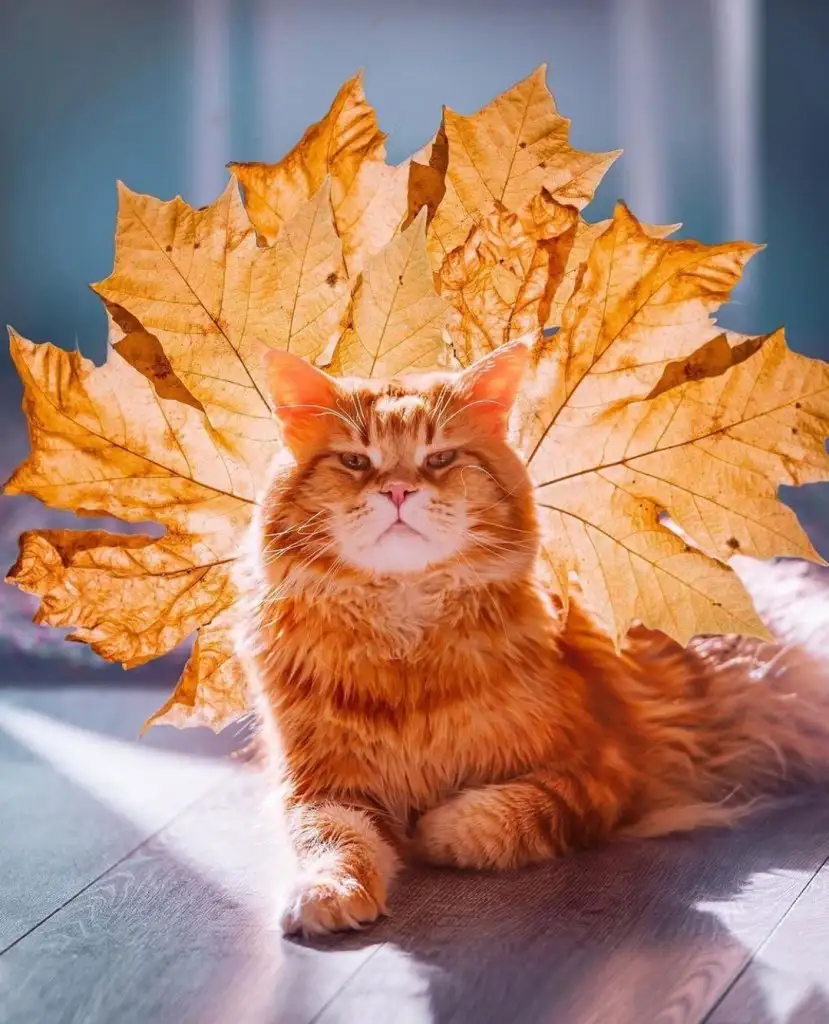 kedi1.webp