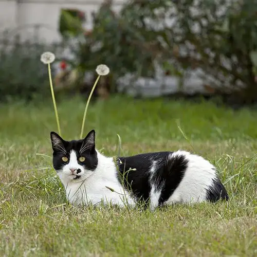 kedi1.webp
