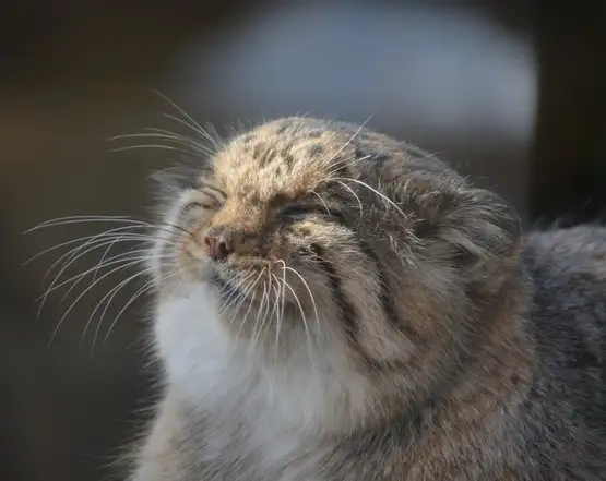 kedi1.webp