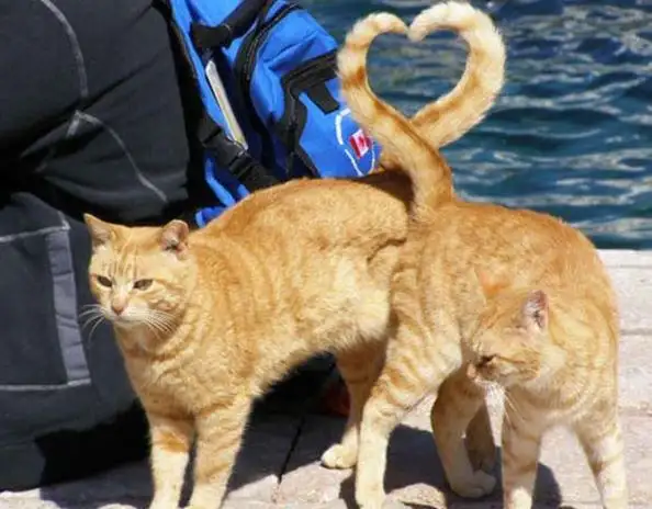 kedi10-gercek-ask.webp