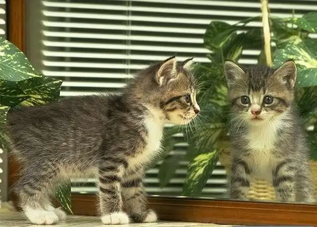 kedi106cm4.webp