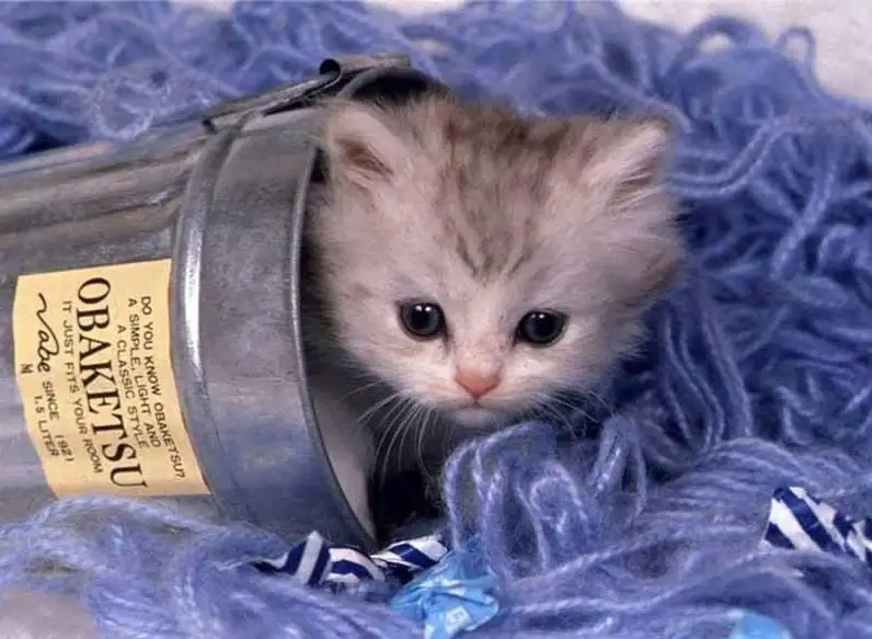 kedi12.webp