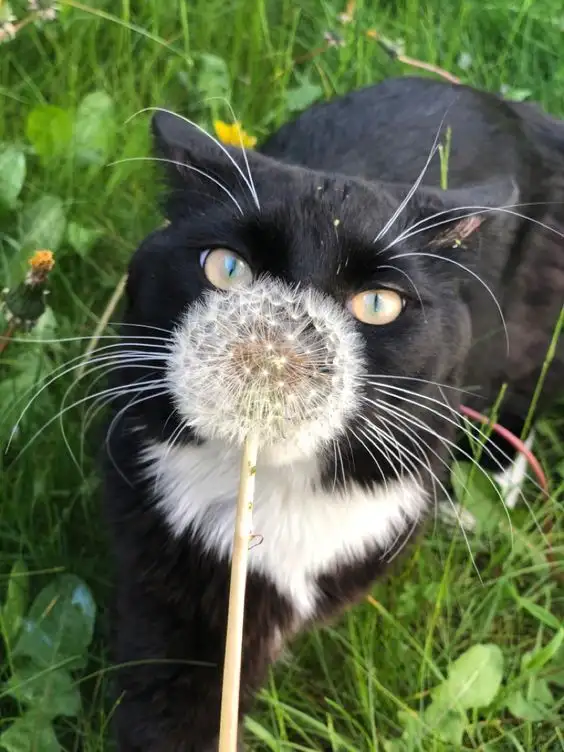 kedi1b.webp