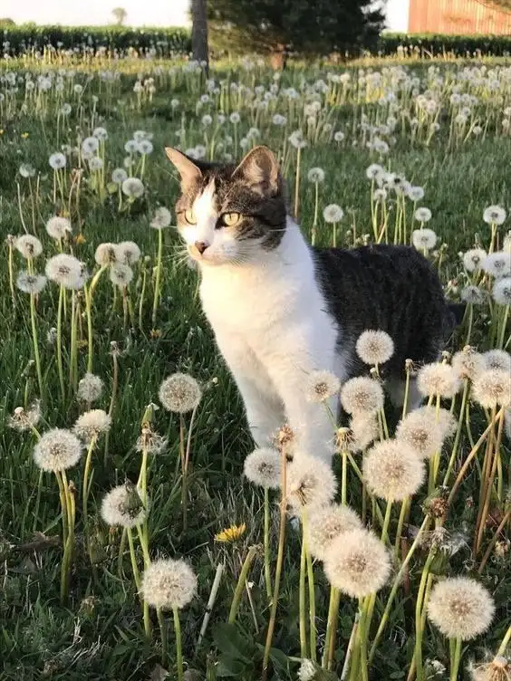 kedi1c.webp