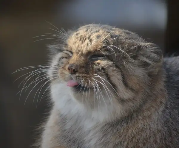kedi1c.webp