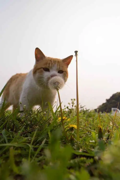 kedi1d.webp