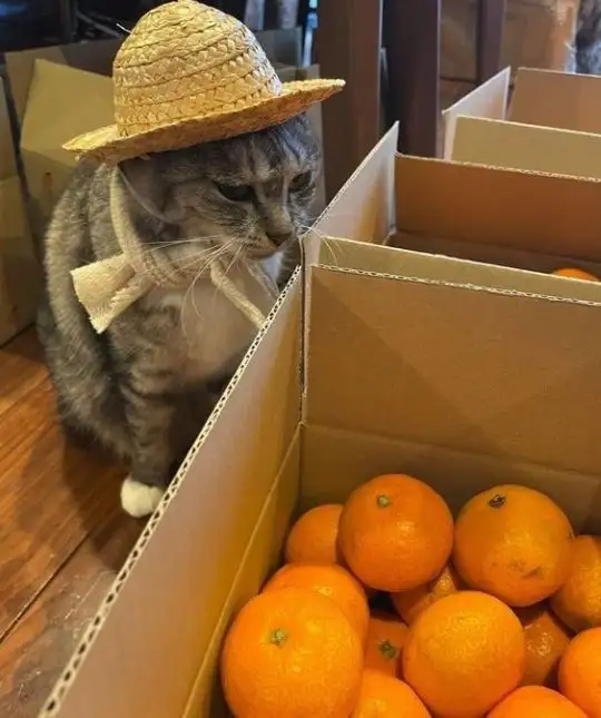 kedi2 (3).webp