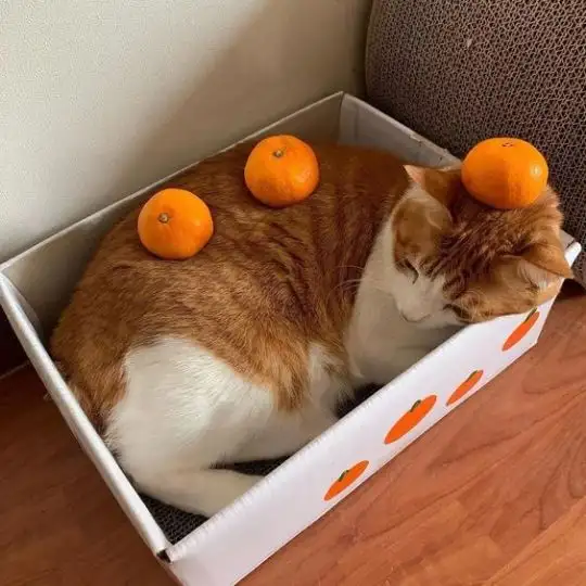 kedi2 (4).webp