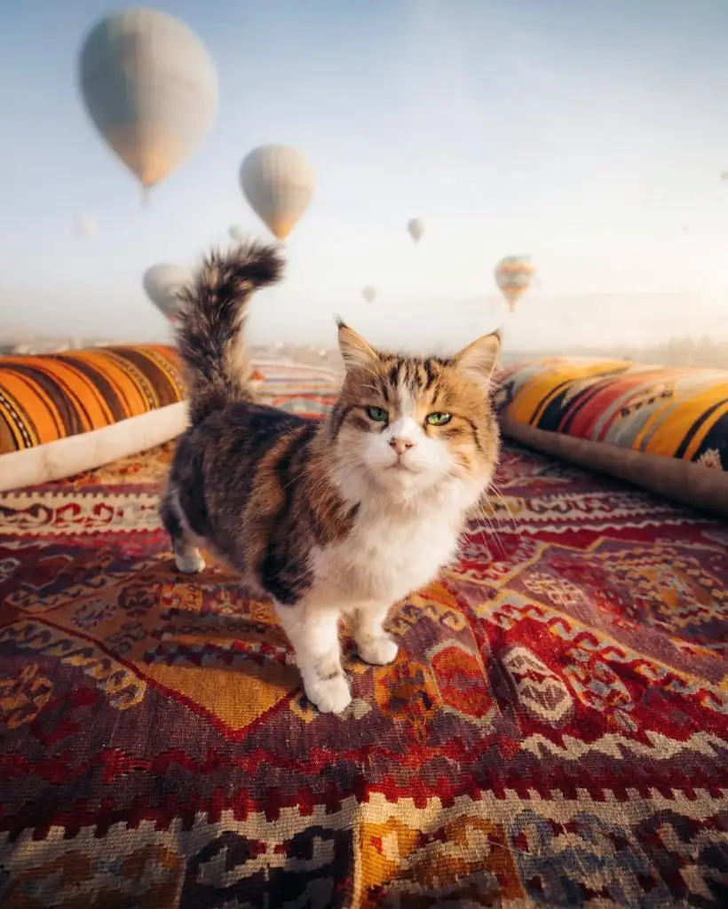 kedi2.webp